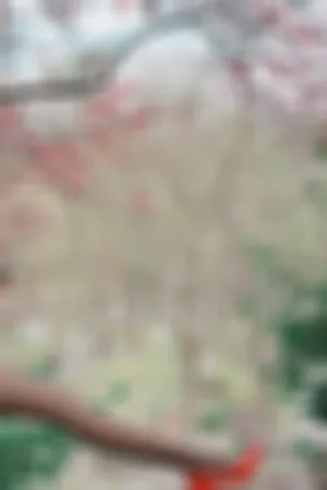 [WeiboGirl]微博红人 VIP会员订阅系列